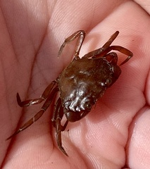 Carcinus maenas