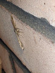 Melanolophia