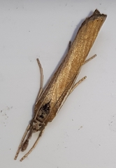 Agriphila tristella
