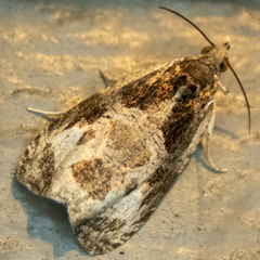 Olethreutes connectum