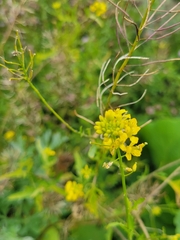 Erysimum cheiranthoides