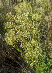 Baccharis salicifolia