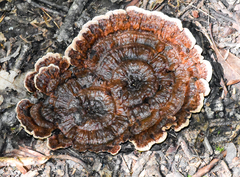 Hydnellum concrescens