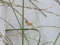 Rhodometra sacraria