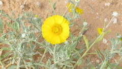 Baileya multiradiata