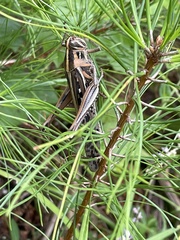 Schistocerca americana