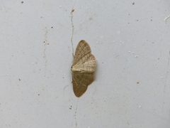 Scopula minorata
