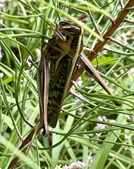 Schistocerca americana