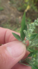 Chenopodium album album
