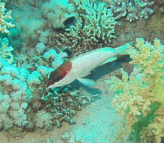 Epinephelus fasciatus