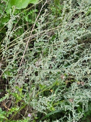 Artemisia absinthium