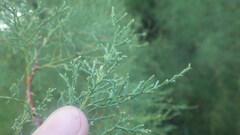 Tamarix arborea