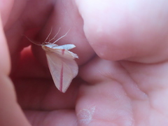 Rhodometra sacraria