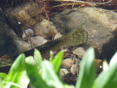 Oncorhynchus clarkii