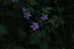 Geranium nodosum