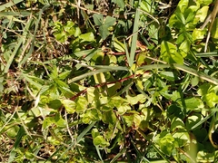 Lysimachia nummularia