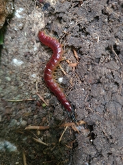 Scolopendridae