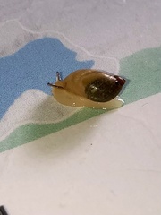 Succinea putris
