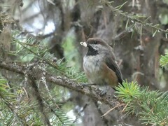 Poecile hudsonicus
