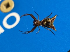 Micrathena sagittata