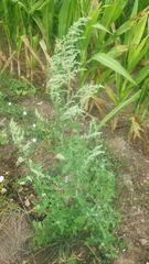 Chenopodium album album