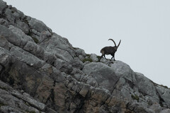 Capra ibex