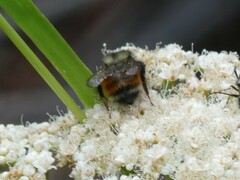 Bombus ternarius
