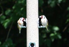Carduelis carduelis britannica