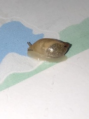 Succinea putris
