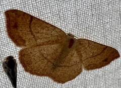 Cyclophora