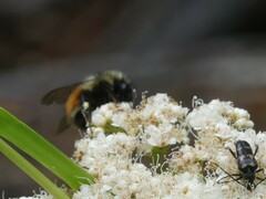 Bombus ternarius