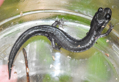 Plethodon montanus
