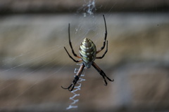Argiope aurantia