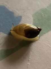 Succinea putris