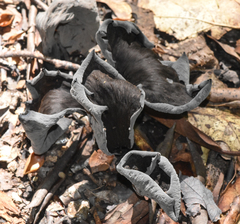 Craterellus fallax