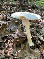 Amanita
