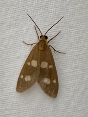 Dysauxes famula
