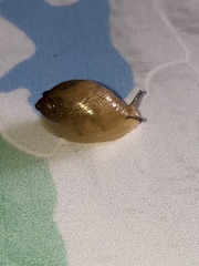 Succinea putris