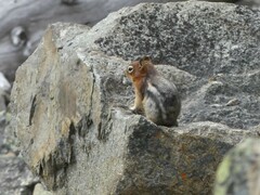 Callospermophilus lateralis