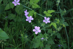 Geranium nodosum