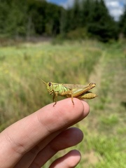 Melanoplus bivittatus