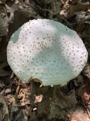 Amanita