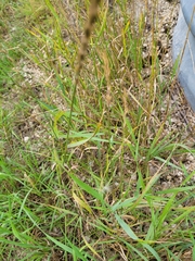 Carex digitata