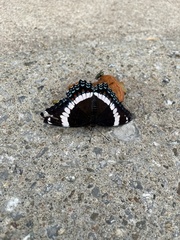 Limenitis arthemis arthemis