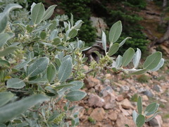 Salix glauca