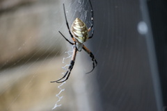 Argiope aurantia