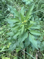 Bidens alba