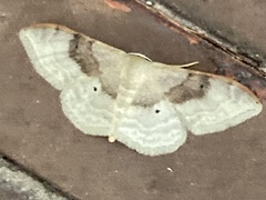 Idaea degeneraria