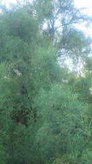 Tamarix arborea