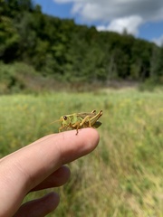 Melanoplus bivittatus